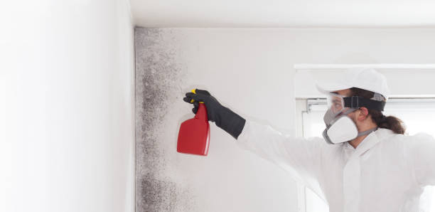 Best Localized Mold Remediation (e.g., coastal areas, humid climates) in Seville, OH