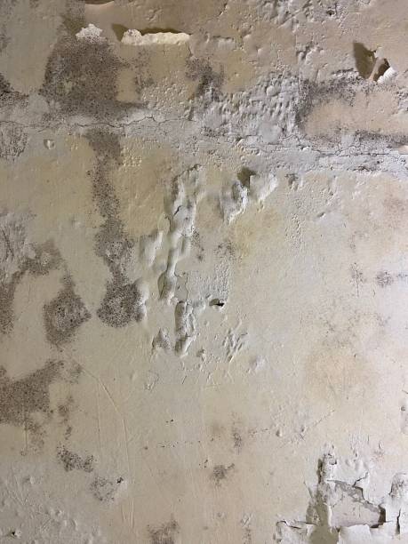 Best Attic Mold Remediation in Seville, OH