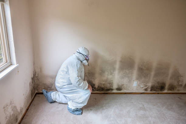 Best Commercial Mold Remediation in Seville, OH