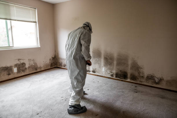 Best White Mold Remediation in Seville, OH